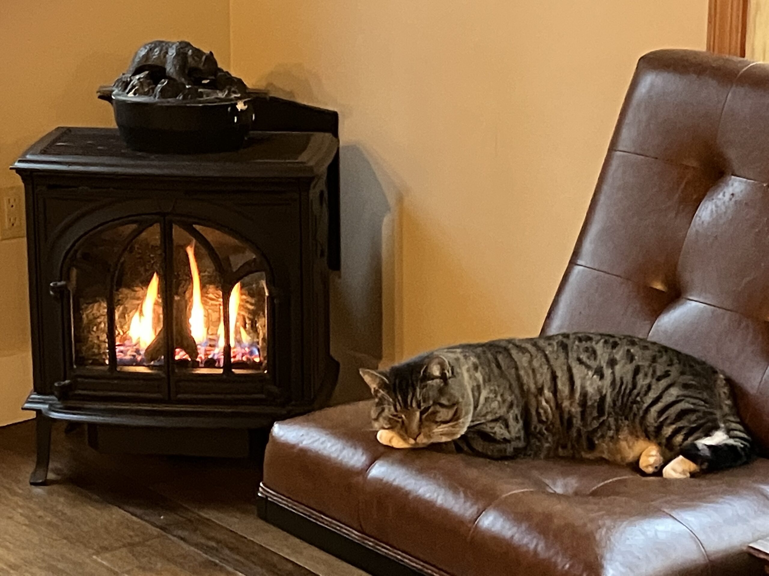 cat fireplace